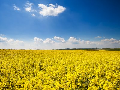 yellow-agriculture-rapeseed-field-landscape-canola-or-colza.jpg